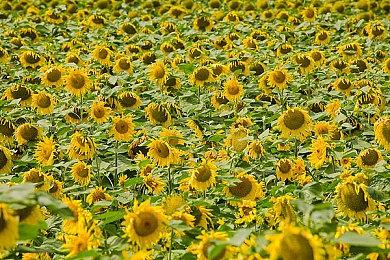 《史莱姆英雄》将于2025年第一季度推出